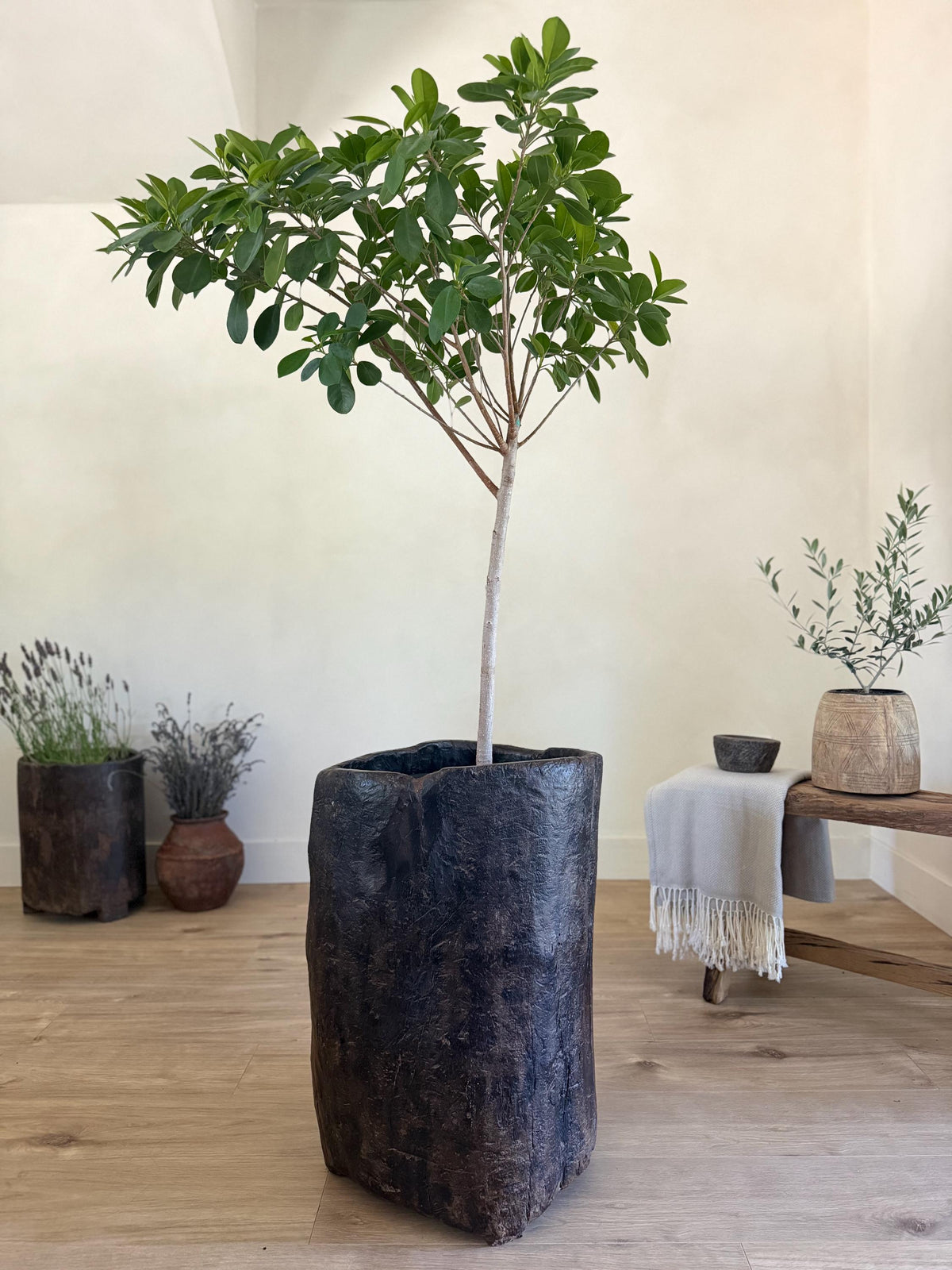 Antique Naga Wood Planter 24"