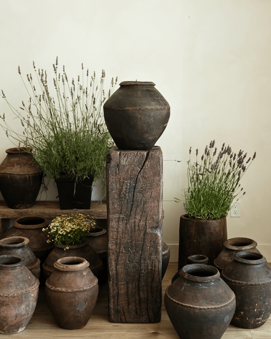 Outdoor & Garden