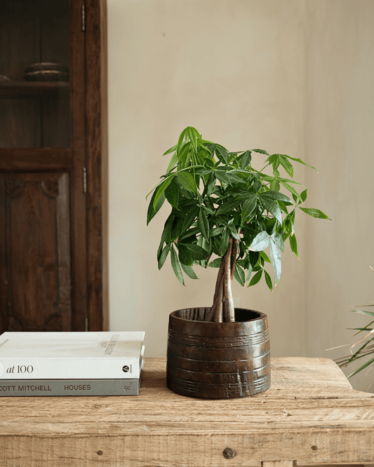 Hand Turned Teak Pot