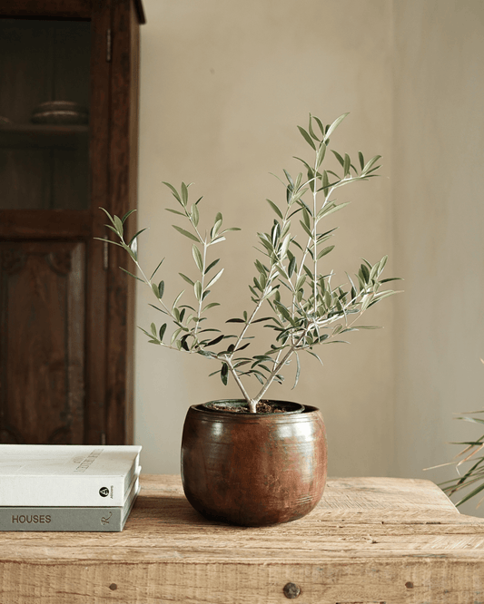 Rounded Wood Planter Bowl 6.2"