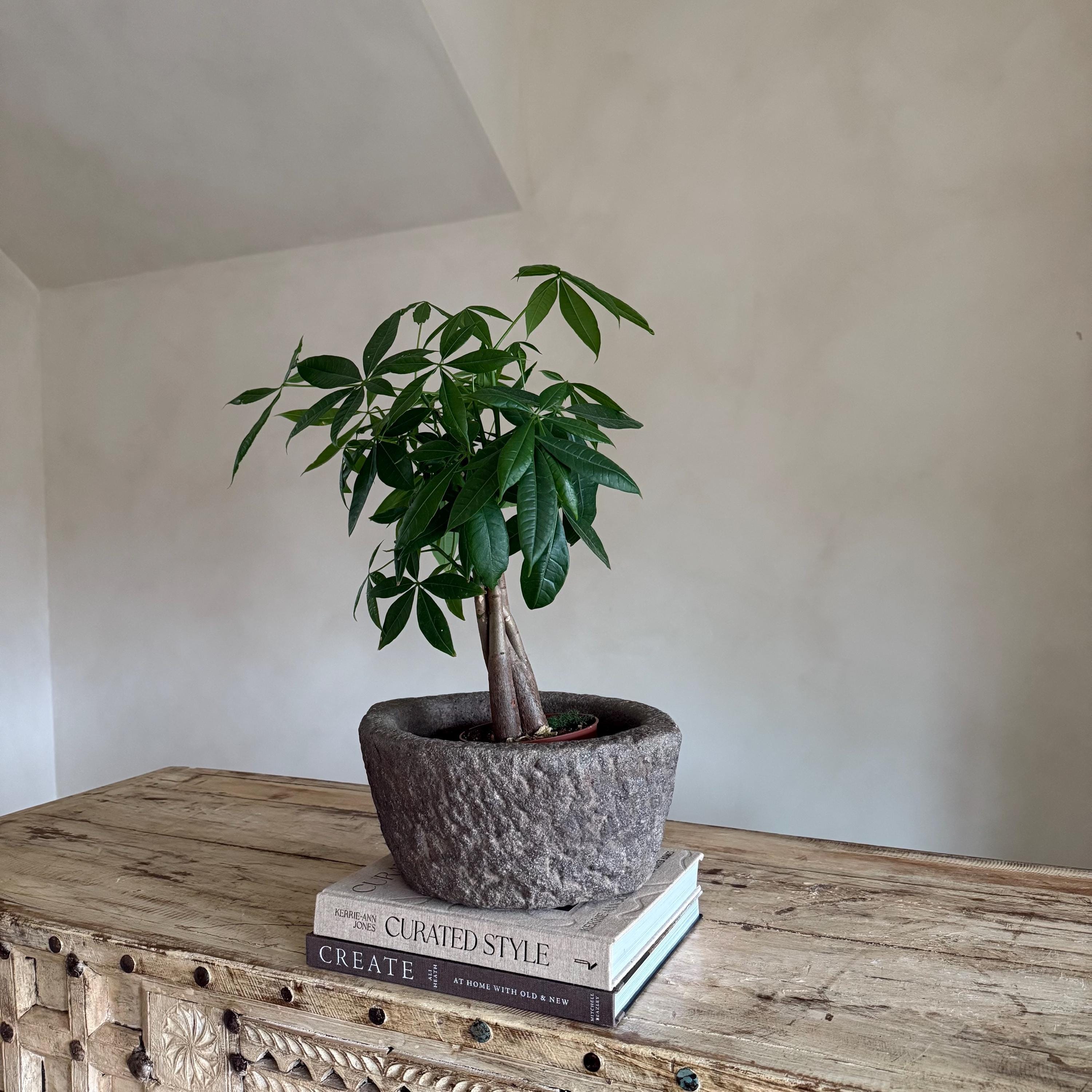 Antique Heavy Stone Mortar Planter - Project Kalaā