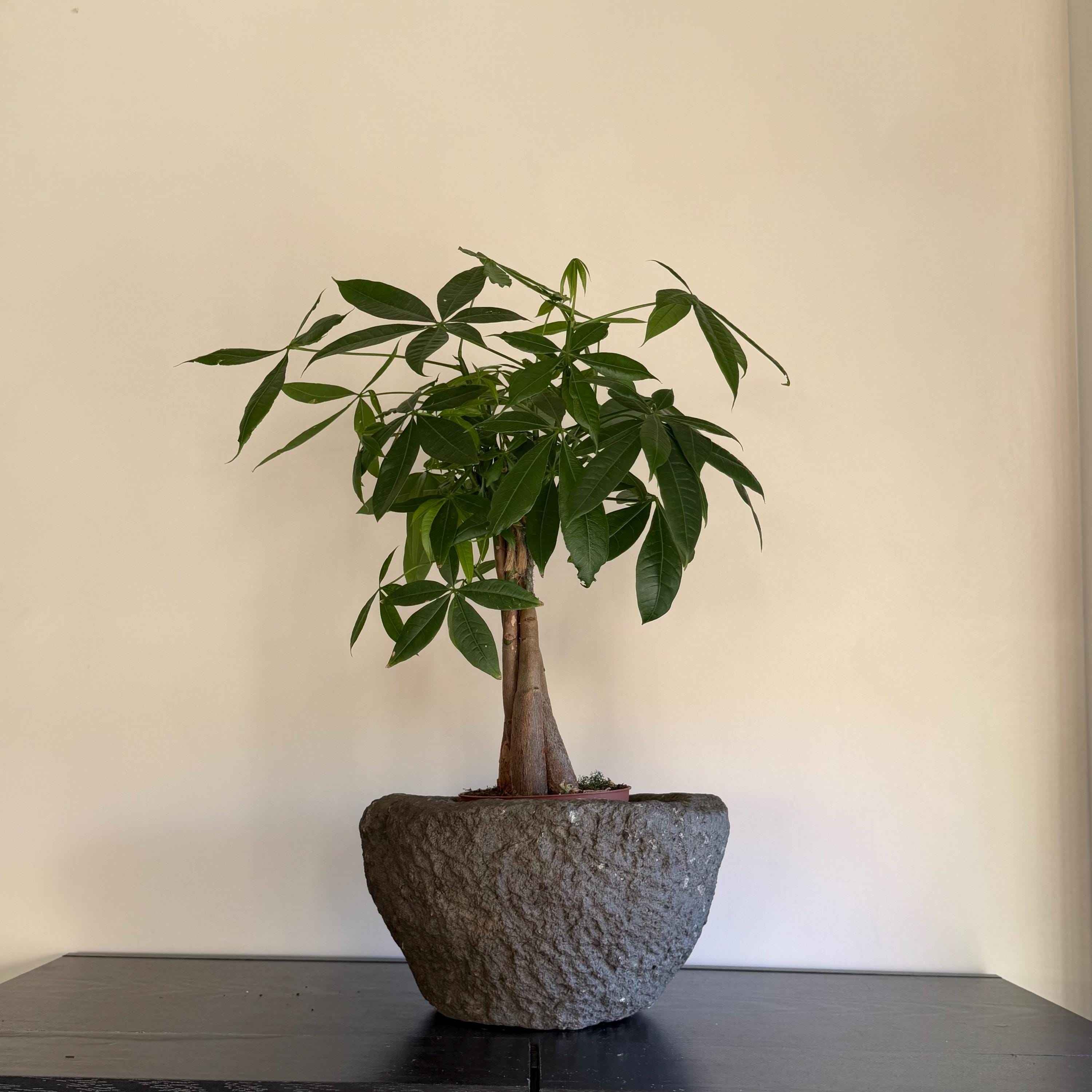 Antique Heavy Stone Mortar Planter | Vintage Hand-Carved Limestone Bowl