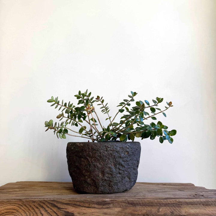 Antique Heavy Stone Mortar Planter | Vintage Hand-Carved Limestone Bowl
