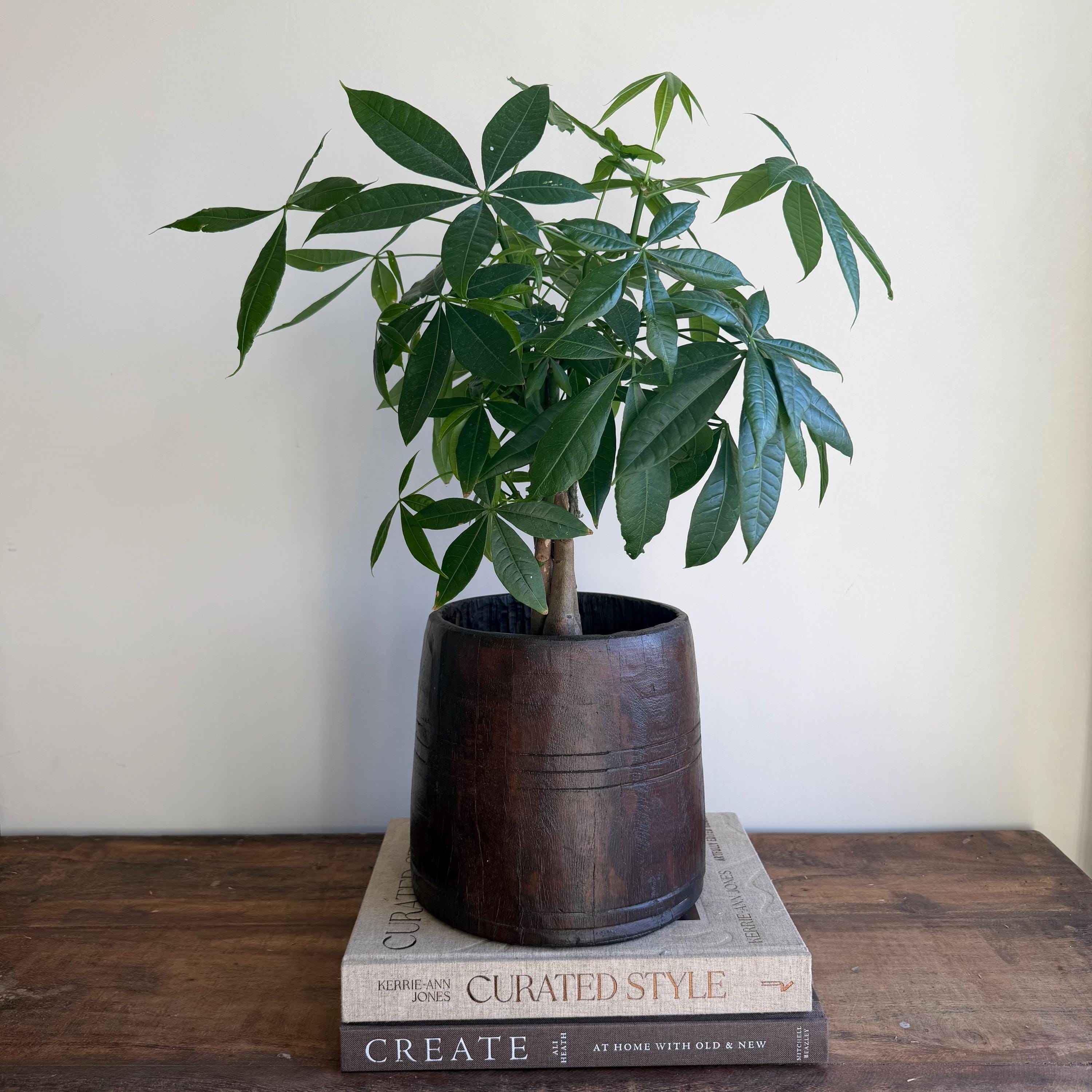 Vintage Wooden 7.5" Planter, Rustic Teak Pot, Antique Wooden Vase